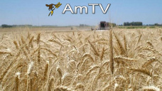 AMTV: Soja y maíz operan en alza mientras que el trigo presenta pocos cambios