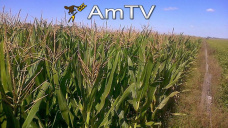 AMTV: Se incrementaría el área de maíz. Granos en terreno negativo
