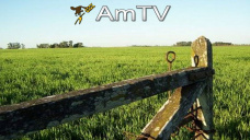 AMTV: Comienza la semana con pocos cambios para soja y maíz mientras el trigo baja
