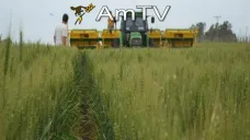 AMTV: Finalizó la implantación de trigo. Soja y maíz operan en baja