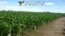 AMTV: El mercado opera presionado. Los analistas esperan el informe del USDA