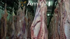 AMTV: La faena cayó en lo que va del año. Expectativa por Reporte Mensual del USDA