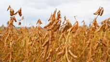La soja extiende su recuperacin, mientras que los cereales operan sin mayores variaciones
