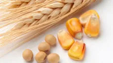 Los commodities agrícolas operaron con pocos cambios en el inicio de la semana