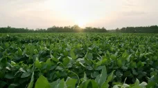 Commodities abren a la baja. La soja opera en u$s 331 y el maíz en u$s 143