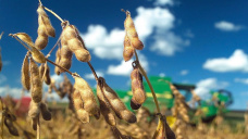 El mercado de soja pendiente a China y al avance de la fiebre porcina