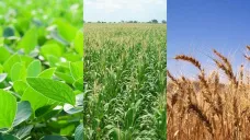 Escasas variaciones para los commodities agrícolas en el mercado de referencia