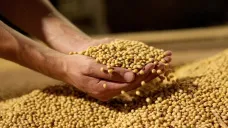 La oleaginosa retrocedió, mientras que los cereales extendieron su sendero alcista