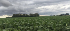 Tras el informe USDA, los commodities abren sin variaciones