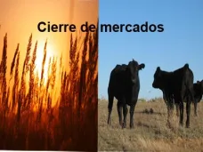 PM TV: Tras una semana de subas, los precios de la hacienda se deprimen en Liniers