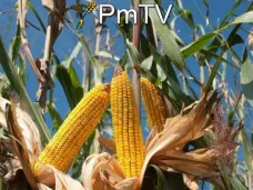 PMTV: 