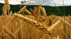 PMTV: La BCBA reduce Has de trigo y proyecta en 55,3 M/Tns producción de soja. Minagri en 53 M/Tns