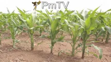 PMTV: Ajustes al alza en las estimaciones de cosecha de EEUU debilitaron a la soja