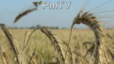 PMTV: A pesar de la toma de ganancias, los futuros presentaron un saldo semanal positivo