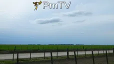 PMTV: Mercado local con saldo dispar: caída en soja y precios sostenidos en cereales