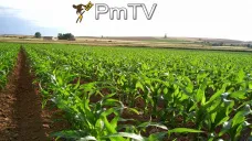 PMTV: La soja bajó el ritmo de subas ajustando en U$S 385,39/Tn.  