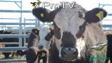 PMTV: Tras una operatoria inestable, la soja cerró a U$S 364/Tn en CBOT