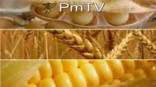PMTV: Nuevas bajas para los futuros de soja. Preocupación por demanda china