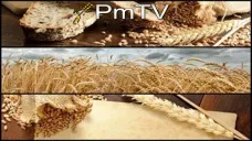 PMTV: Importantes caídas en los futuros del trigo retrocediendo cerca de U$S 5/Tn