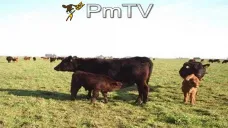 PMTV: Significativas ganancias de la soja debido al paro de camiones en Brasil