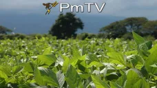 PMTV: La soja cedió por debajo de U$S 365/Tn. Se proyecta récord productivo en Argentina