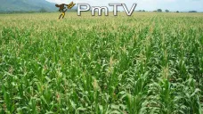 PMTV: Resumen semanal: Puertos abarrotados y cotizaciones en caída