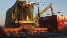 PMTV: Comportamiento mixto para soja y bajas en maíz de CBOT