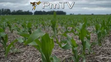 PMTV: Los futuros de soja, maíz y trigo cerraron la operatoria a la baja