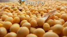 PMTV: Los futuros de soja finalizaron con alza de U$S 6/Tn