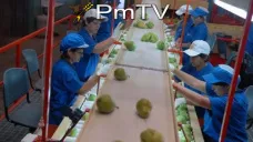 PMTV: Los futuros de soja, maíz y trigo cerraron en terreno negativo en CBOT
