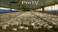 PMTV: Futuros de soja, maíz y trigo de CBOT finalizaron en alza