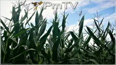 PMTV: Los futuros de los commodities finalizaron al alza. 