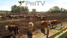 PMTV: Saldo bajista para soja. Influencia climática en Sudamérica para los precios del maíz