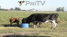PMTV: Leves caídas en soja y mercado moderado en trigo