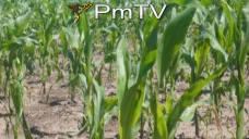 PMTV: Los valores de soja superaron los U$S 340/Tn. Mercado local lento