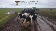 PMTV: La soja llegó a cotizar más que U$S 360/Tn. Subas de U$S 5/Tn en trigo y de U$S 1/Tn en maíz