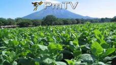 PMTV: Extrema volatilidad en el mercado de soja. El maz cay ms de U$S 3/Tn