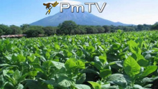 PMTV: Extrema volatilidad en el mercado de soja. El maíz cayó más de U$S 3/Tn