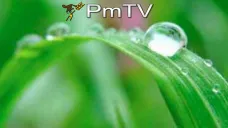 PMTV: Análisis del mercado de granos. Cotizaciones buenas de soja en toda la semana