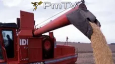 PMTV: Nuevamente la soja presentó oscilaciones en sus valores. Subas en maíz
