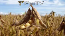 PMTV: Caída abrupta de producción en Argentina y Brasil. Precios tocando récords