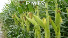 PMTV: Marcadas oscilaciones en la rueda de soja. Datos del sector agroexportador