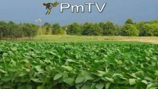 PMTV: La soja tuvo perdidas de U$S 8/Tn para los contratos a cosecha