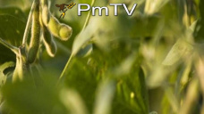 PMTV: La reacción del mercado tras el Reporte Trimestral del USDA. Soja con subas de U$S 15/Tn