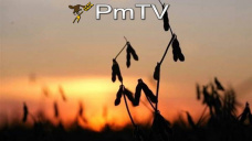 PMTV: La soja se recuperó U$S 3/Tn. Rueda local activa