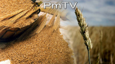 PMTV: El trigo ajustó con neutralidad cerca de los U$S 153/Tn