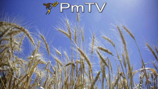 PMTV: Trigo y maíz con movimientos al alza. Soja dejó un mercado negativo