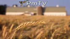 PMTV: Trigo tuvo una oferta de $2100/Tn. Volúmenes discretos negociados