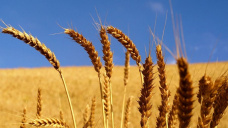 Ganancias para el trigo, mientras que la soja y el maz cayeron 