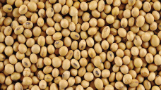 El nuevo informe del USDA, admiti una menor demanda de soja norteamericana